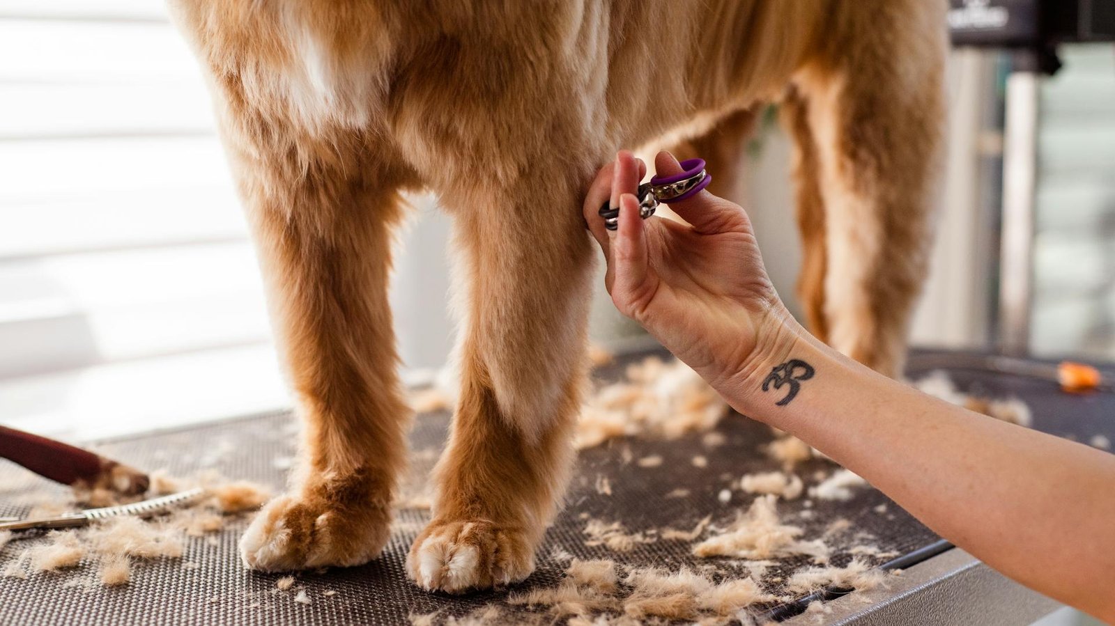 Tosa mal feita: riscos reais e como garantir segurança ao seu pet - Blog