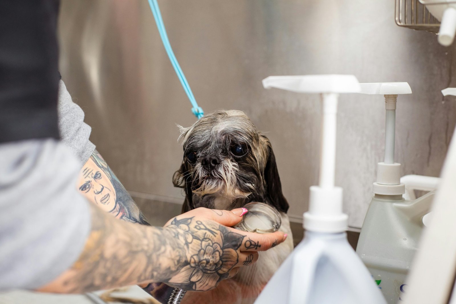 Por que usar produtos hipoalergênicos no banho do seu pet? - Blog