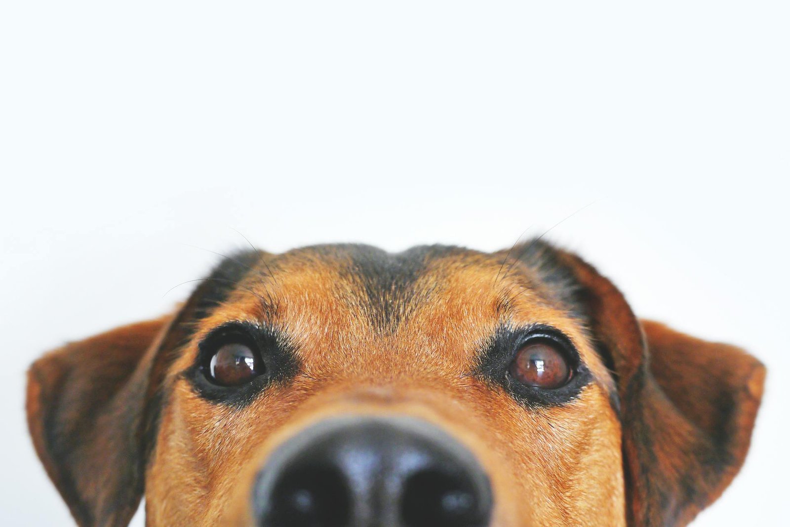 Banho e tosa com hora marcada: como esse serviço reduz o estresse do seu pet - Blog