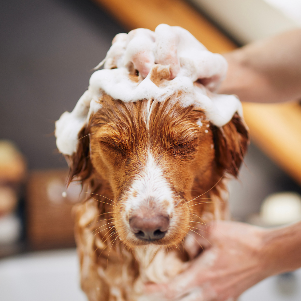 Serviço de Banho no Mênfis Pet Salon